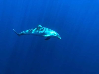 foto ad un delfino dal sottomarino nemosub