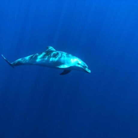 foto-ad-un-delfino-dal-sottomarino-nemosub-1-1